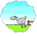 Sheep GIF